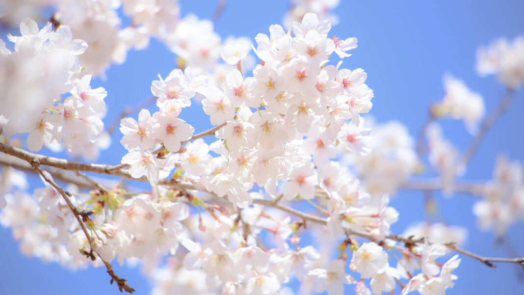 IN HARMONY WITH THE SEASONS：Shunbun - WAttention.com