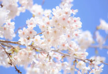 IN HARMONY WITH THE SEASONS:Shunbun cherry blossom