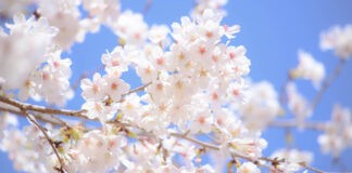 IN HARMONY WITH THE SEASONS:Shunbun cherry blossom
