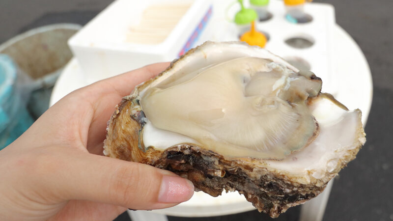 Japanese winter seafood oyster