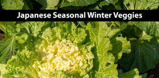 Fresh, Delicious Japanese Winter Vegetables and Fruits