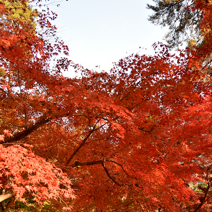 Chichibu Fall Foliage Spot in Saitama