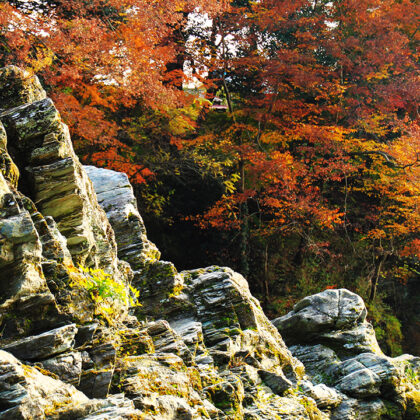 Saitama Japan Ultimate Fall Foliage Spots - WAttention.com