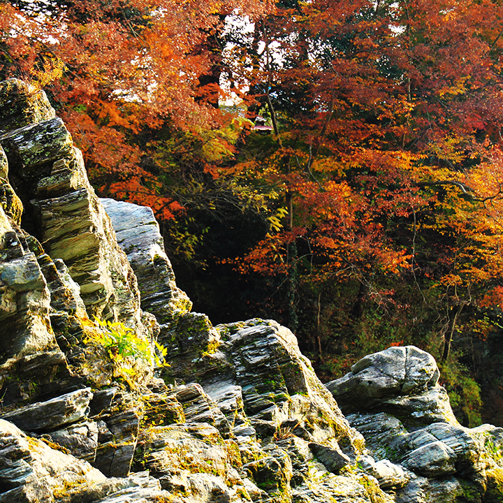 Nagatoro Fall Foliage Spot Saitama