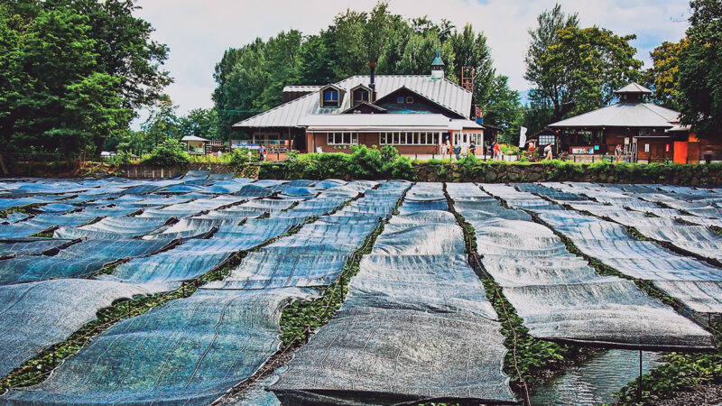 Wasabi farm