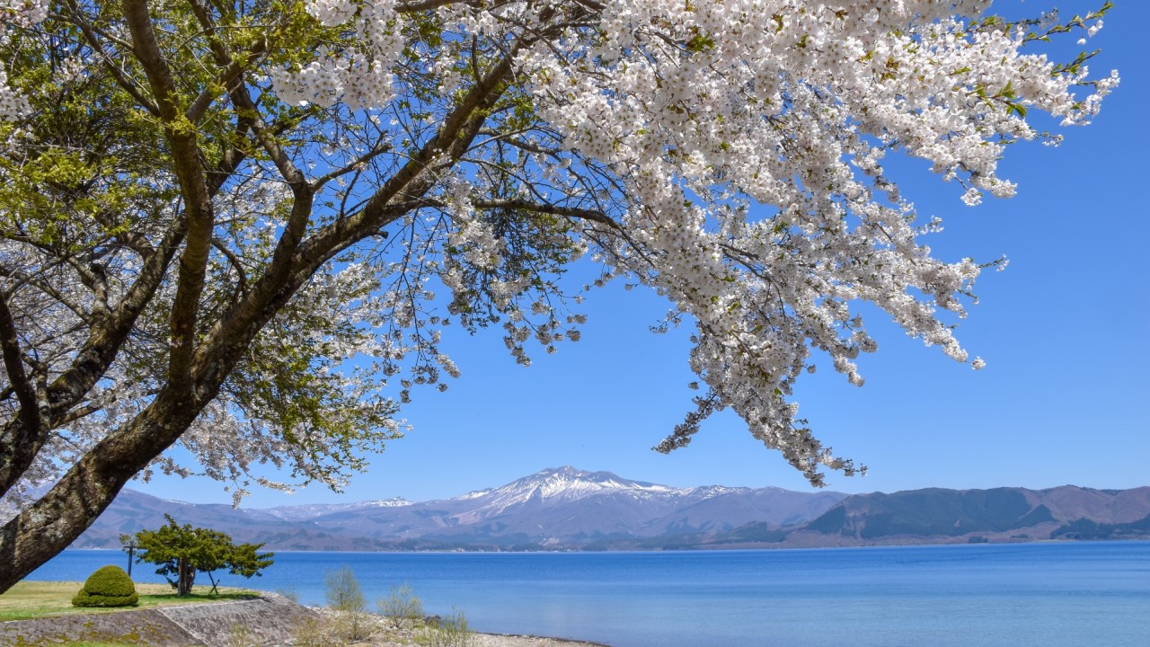 A scenery knit between Cherry Blossoms and Lake Tazawa.