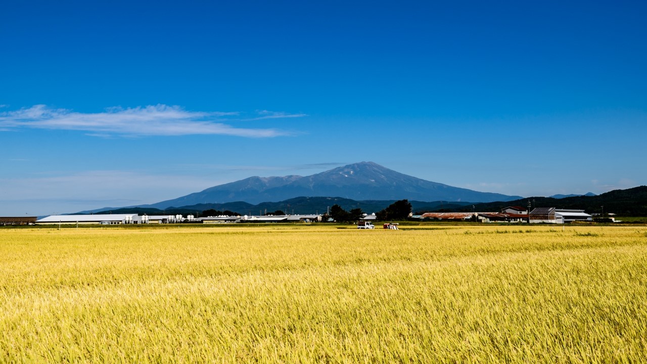 Golden rice ears against the backdrop of Mt. Chokai.