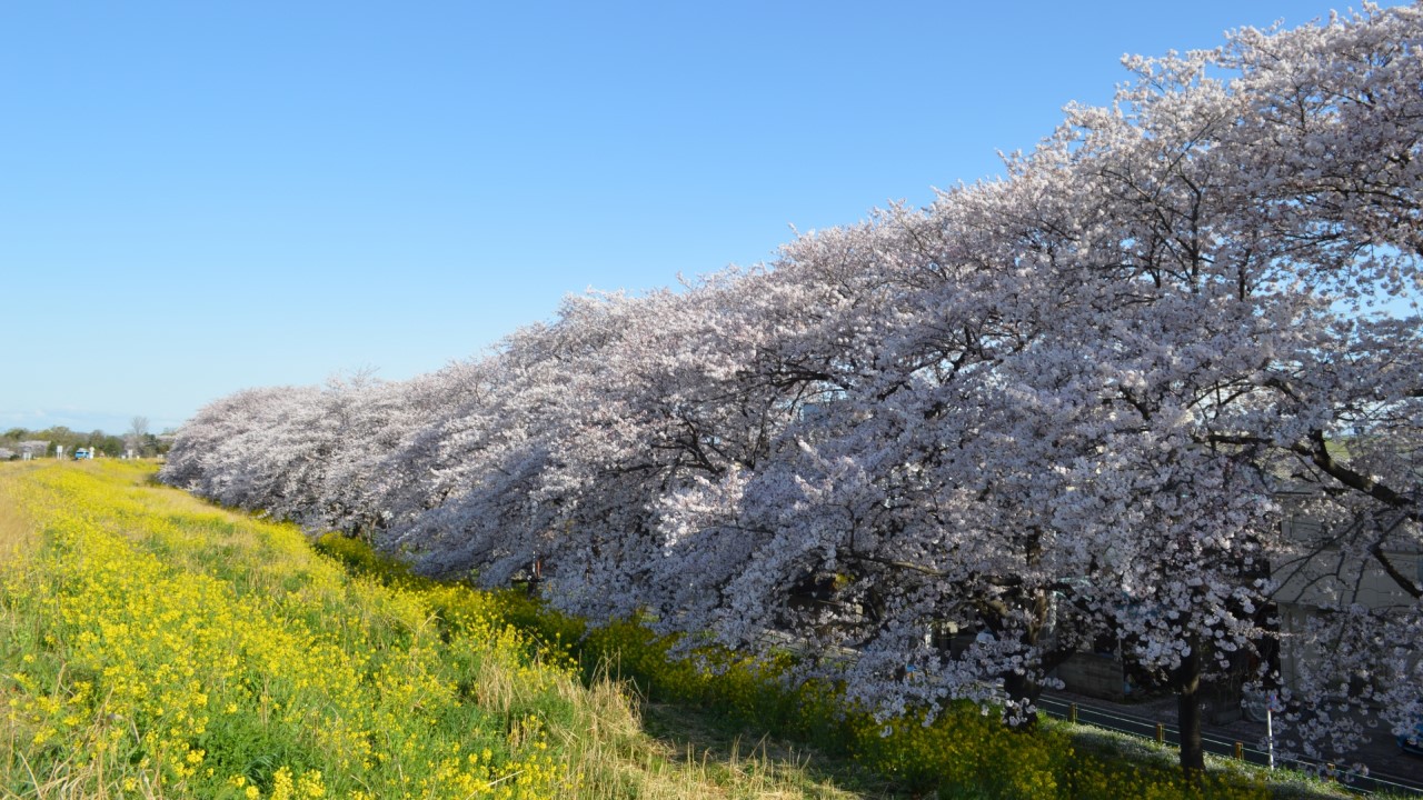 Kumagaya Sakura Tsutsumi