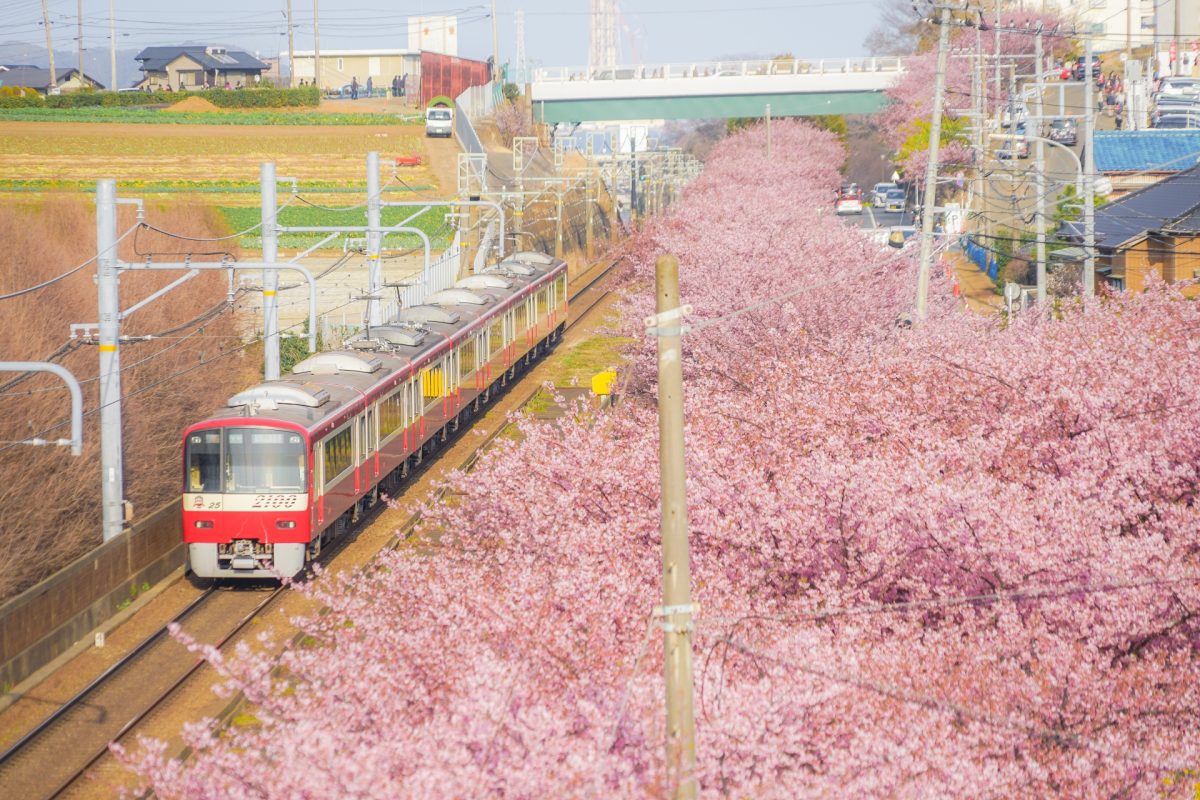 Miurakaigan Cherry Blossom Festival