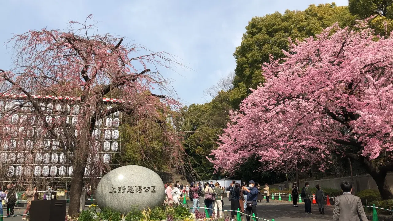 Landscape Of Yokohama City With Sakura Cherry Blossom, Japan Stock