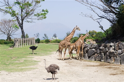 Hirayama Zoological park