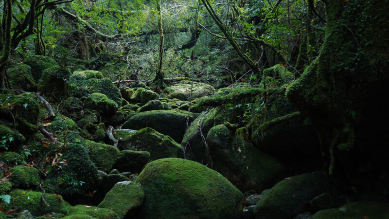 Yakushima Nature Guided Tour