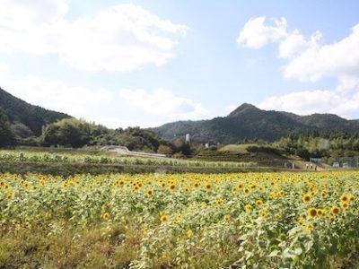 J.Ichikawa-machi Sunflower Farm