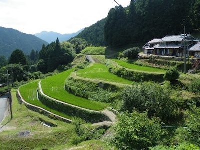 Okuizasa rice terraces